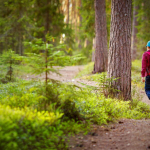 Nella foresta del Jafferau